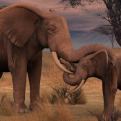 Elephants